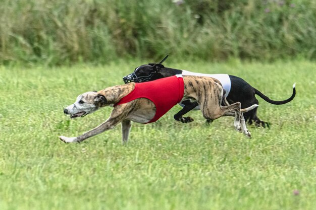 Perro corriendo rápido en campo verde en la competencia de carreras de señuelos