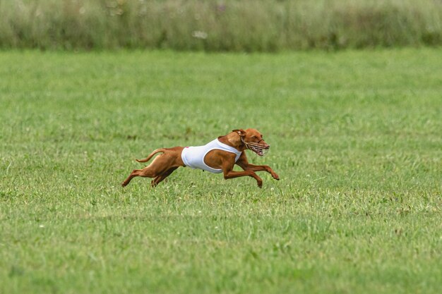 Perro corriendo rápido en campo verde en la competencia de carreras de señuelos