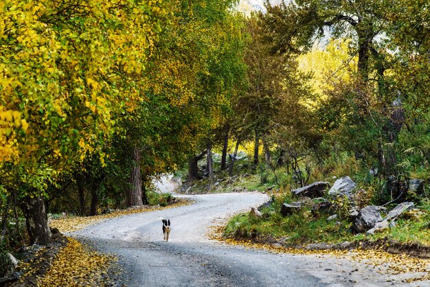 Perro corriendo por la sinuosa carretera de montaña a través del bosque de otoño. Rusia, Alta, Valle de Chulyshman