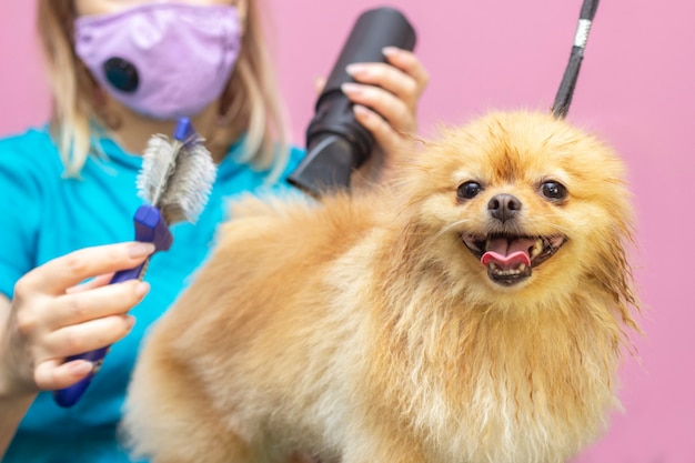 Perro se corta el pelo en pet spa grooming salon. primer plano de perro. el perro se seca con un secador de pelo. concepto de peluquero