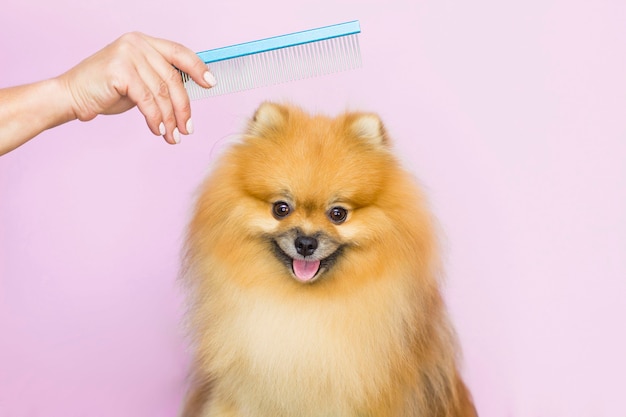El perro se corta el pelo en el salón de peluquería para mascotas del spa. Primer plano de un perro. el perro tiene un corte de pelo. Peina tu cabello. fondo rosa. concepto de peluquero.