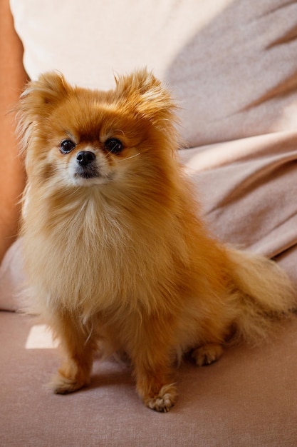 un perro con un corte de pelo largo se sienta en un sofá