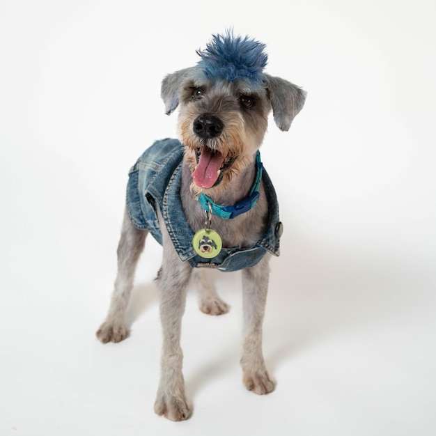 Foto un perro con una cresta azul lleva una chaqueta de mezclilla y una peca azul.