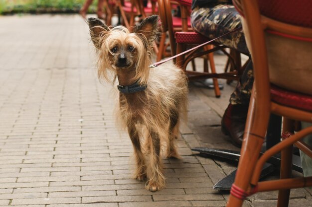 Perro de cresta chino atado a una silla con una correa