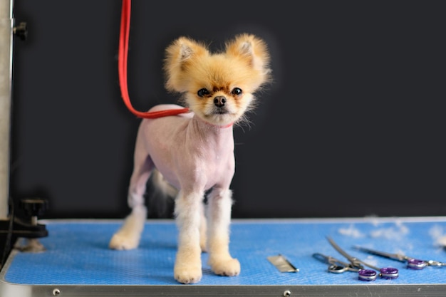 Un perro con cresta chino desnudo se para en una mesa al lado de la preparación t