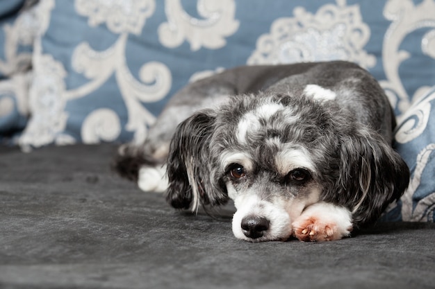 Un perro crestado chino gris