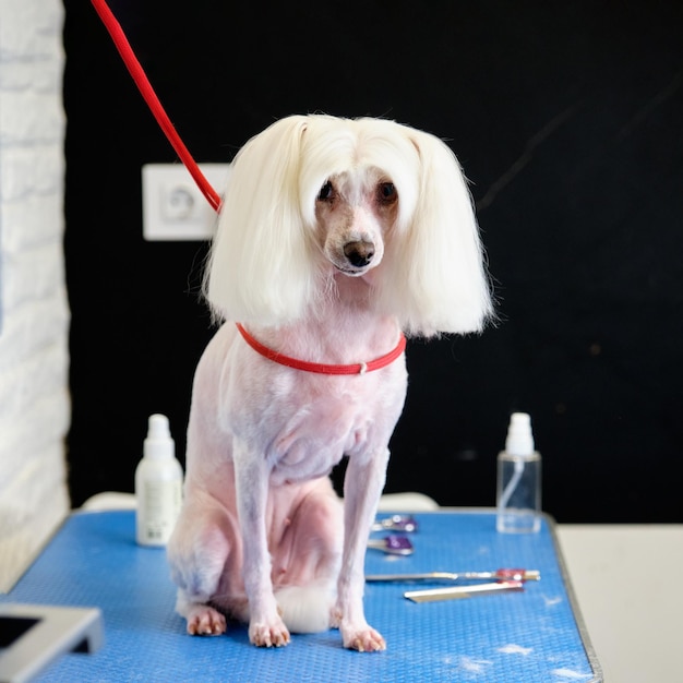 Perro crestado chino en una mesa de aseo en un salón de animales