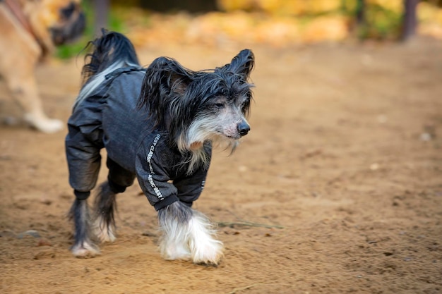 Perro Crestado Chino sin pelo de pie vestido con una chaqueta.