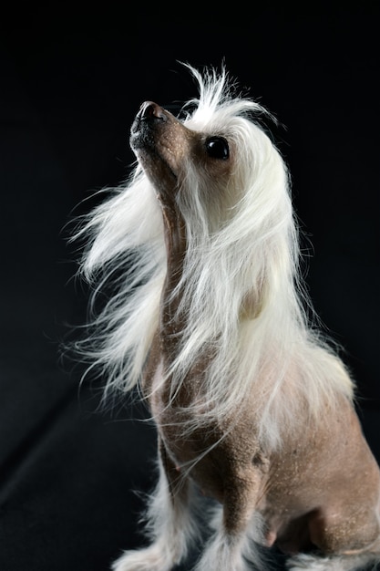 Perro crestado chino sobre un fondo negro