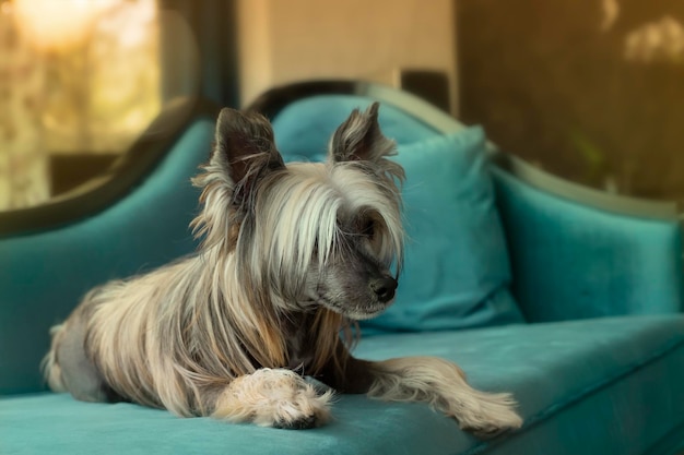 El perro crestado chino yace en un sofá azul purista. foto tonificada.