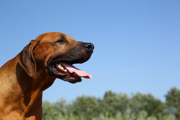 Perro crestado de Rodesia en la naturaleza