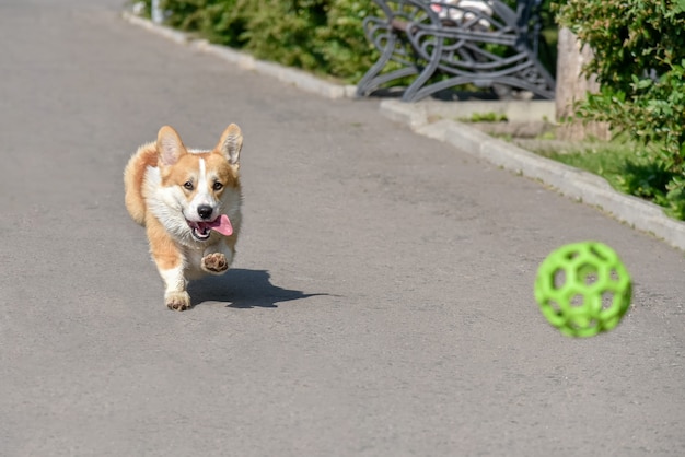 Perro cría corgi sale corriendo con la pelota