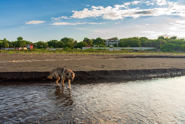 El perro cruza el río.