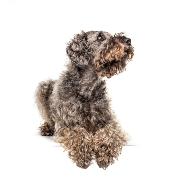 Perro cruzado acostado mirando hacia arriba aislado en blanco