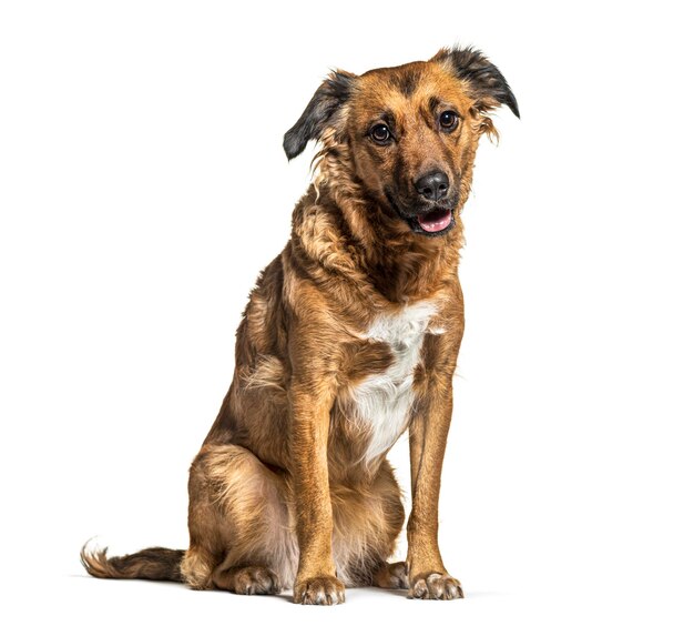 Perro cruzado sentado aislado en blanco