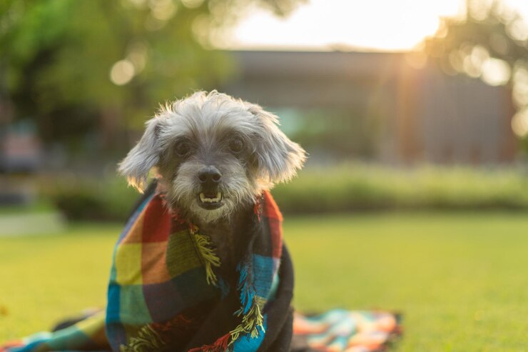 Perro cruzado sentado en la hierba Feliz y relajado mascota al aire libre en un soleado día de verano Perro bajo una alfombra cálida bajo una manta en el frío clima de otoño