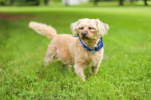 Un perro con un cuello azul está corriendo por la hierba.