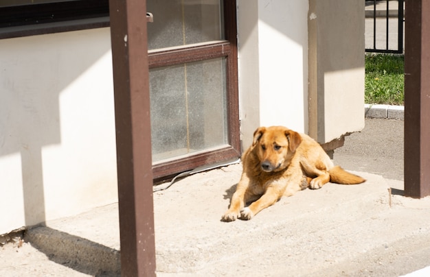 Foto el perro está cuidando el patio.