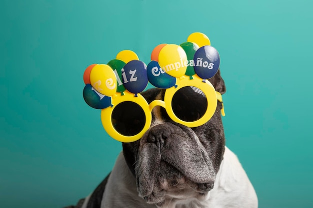 Foto perro de cumpleaños - bulldog francés con gafas de feliz cumpleaños sobre fondo verde