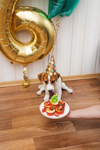 Perro de cumpleaños con sombrero de fiesta en la habitación decorada con globos, mirando a la cámara