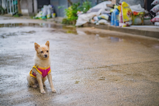 Perro Cutie en Etong Village en la ciudad de Kanchanaburi en Tailandia. Mina Pilok, la antigua mina cerca de la frontera entre Tailandia y Myanmar