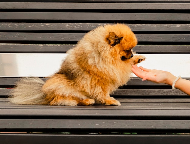 Foto perro le da una pata a un hombre. relaciones entre el hombre y los animales. el hombre es amigo de un perro.