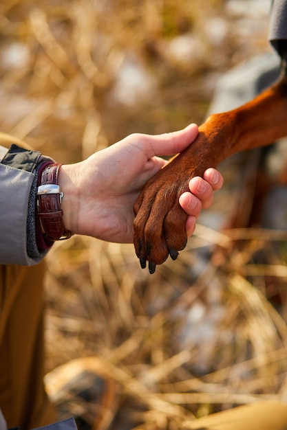 El perro da la pata humana, la amistad entre el hombre y el perro.