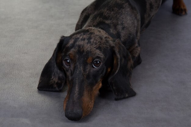 Perro Dachshund en aislado en gris