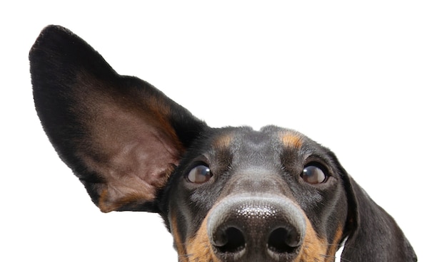 Perro dachshund atento y escucha de cerca con una oreja hacia arriba. Aislado.