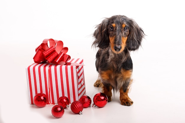 Perro Dachshund en blanco con un regalo y juguetes de árbol de Navidad