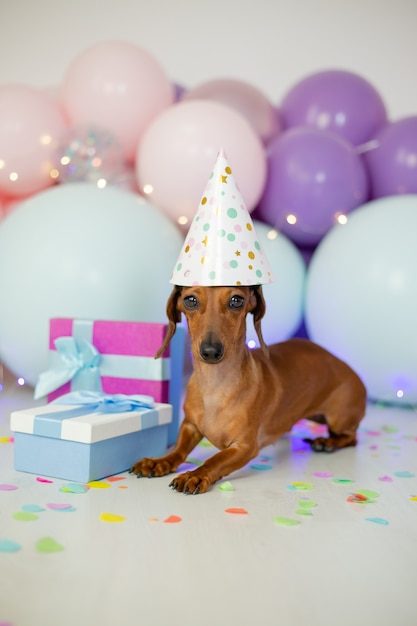 Perro Dachshund celebra su cumpleaños.