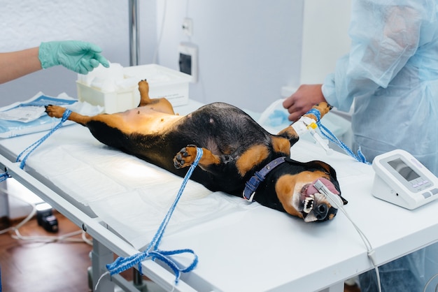 Un perro Dachshund se está preparando para una cirugía en una clínica veterinaria