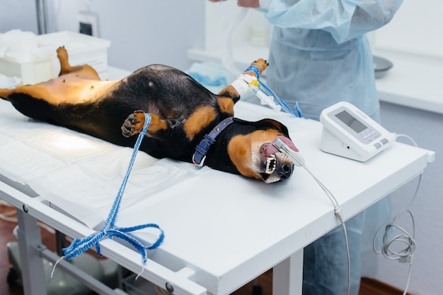 Un perro Dachshund se está preparando para una cirugía en una clínica veterinaria