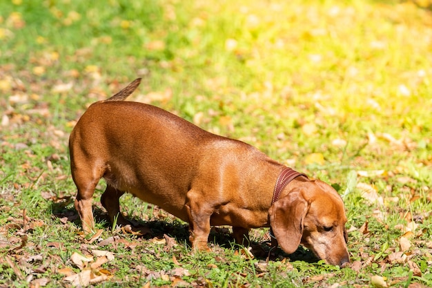 Perro Dachshund en la hierba