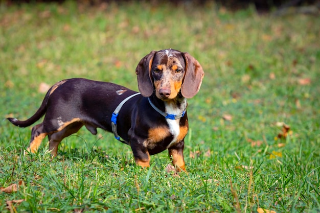 Perro Dachshund joven en primer plano en un campo verde.