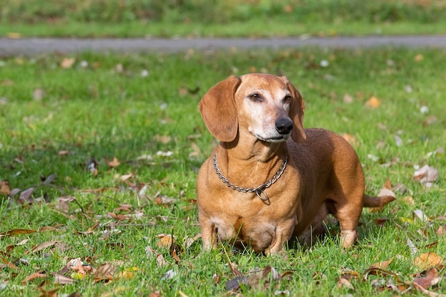 Perro Dachshund de pie sobre la hierba verde. Closeup retrato de una mascota feliz en el prado verde de verano.