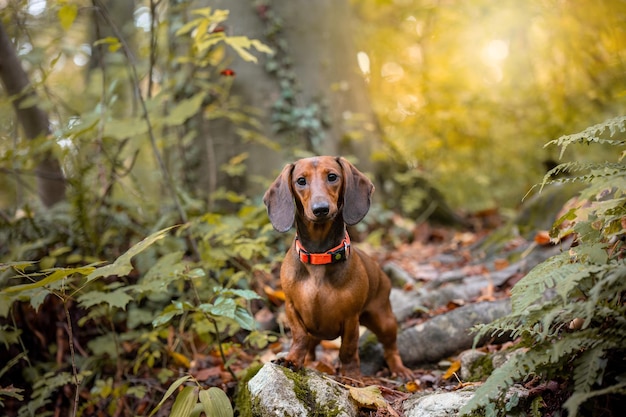 Perro dachshund rojo caminando bosque de otoño