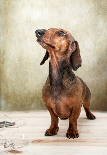 Perro dachshund rojo con gafas de sol o pañuelos de lazo