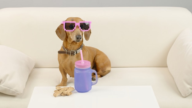 Perro Dachshund en rosa sunglases está sentado en el sofá con una botella de agua Pet en el sofá en casa