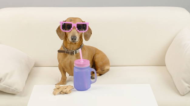 Perro Dachshund en rosa sunglases está sentado en el sofá con una botella de agua Pet en el sofá en casa