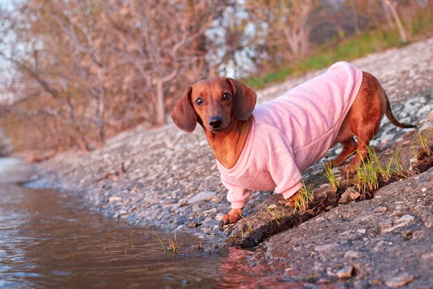 Perro Dachshund en un suéter rosa junto al río en la mañana