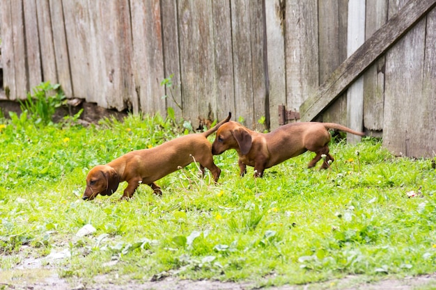 Foto el perro dachshund