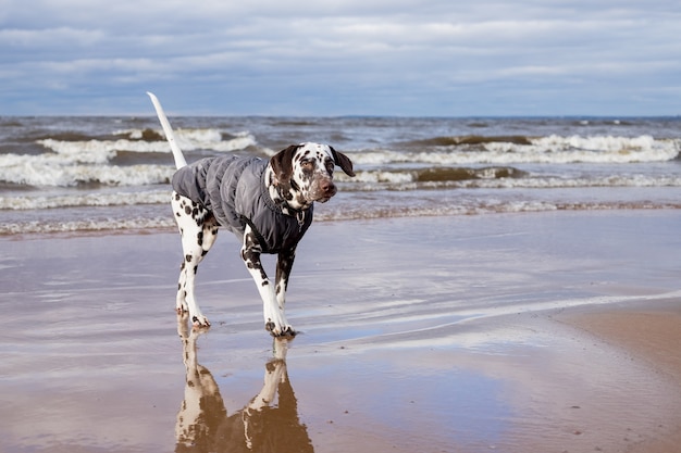 Perro dálmata caminando por el agua, lago vistiendo un abrigo de perro caliente. Cachorro con abrigo impermeable