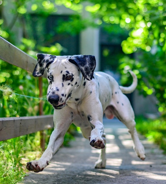 Perro dálmata corriendo