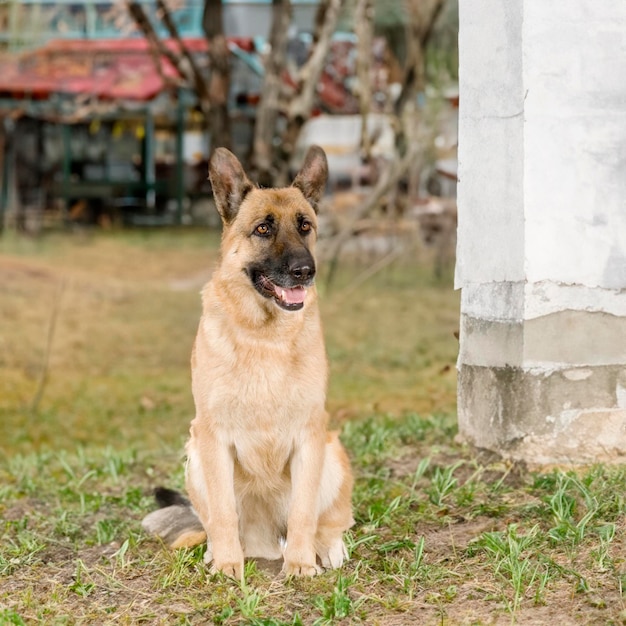 Perro dando una mirada enojada