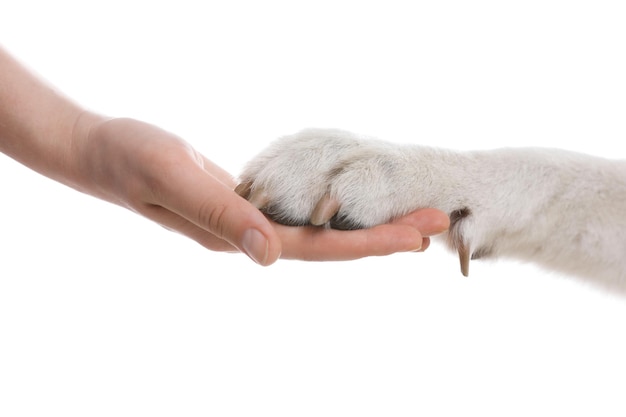 Perro dando pata a mujer en primer plano de fondo blanco