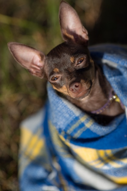 Perro debajo de una tela escocesa. La mascota se calienta debajo de una manta