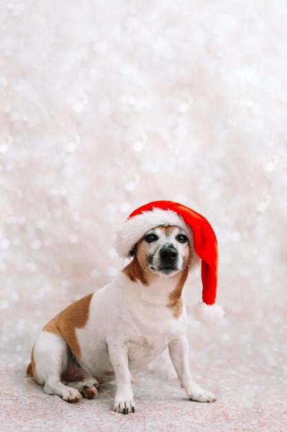 Perro con decoración navideña sobre fondo de luces de hadas