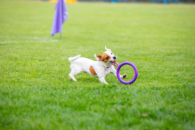 Perro deportivo realizando durante el señuelo cursando en competición