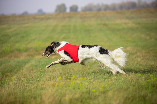 Perro deportivo realizando durante el señuelo que cursa en competición. Deporte para mascotas, movimiento, acción, demostración, concepto de rendimiento. Amor de mascotas. Entrenamiento de animales jóvenes antes de actuar. Parece fuerte, resuelto.